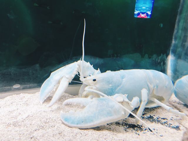 가이유칸 수족관