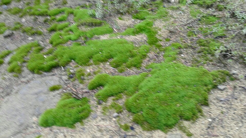龙林山苔藓
