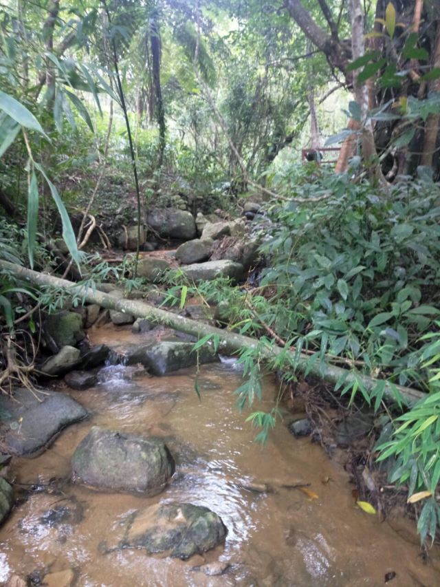 Wuzhishan Tropical Rainforest