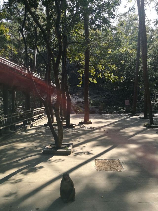 구이화다오