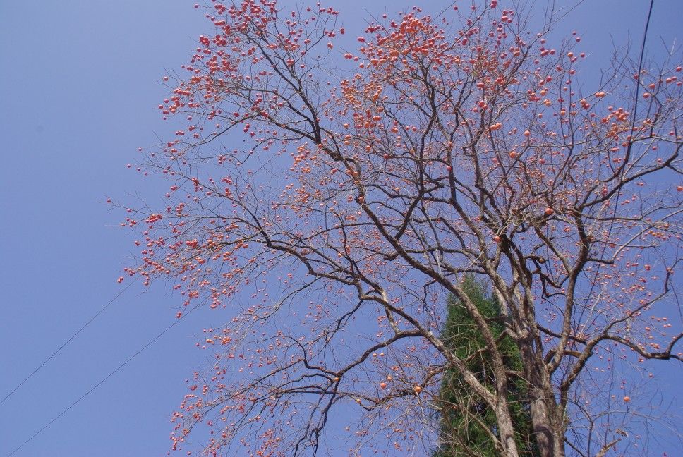 秋，柿子树