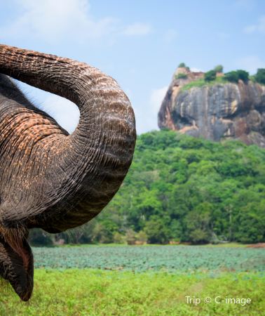 8D7N • 5-diamond hotels throughout the trip + Mirissa whale watching + 2 consecutive nights by the beach + Yala National Park Safari + Galle Fort + World Heritage Sigiriya Lion Rock + Hill Country Tea Plantation & Coastal Train
