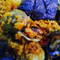 Ceviche Latin Kitchen