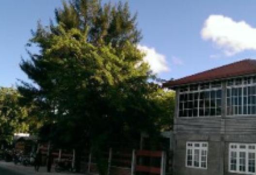 Palm Village美食图片