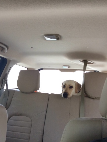 Safi Seafood Restaurant