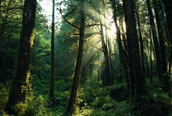 中国台湾高雄阿里山国家风景区一日游【嘉义阿里山风光一日游：独立小包2-6人 中文司导 阿里山的姑娘 自然原始森林】