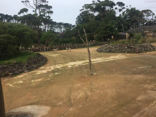 Auckland Zoo