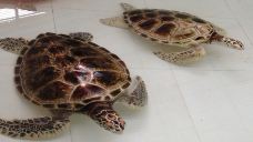 海龟自然保护区-惠东-doris圈圈