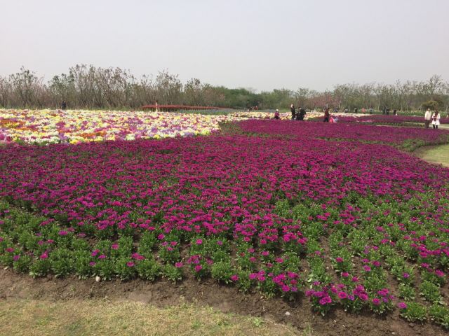 Zhoupu Sea of Flowers
