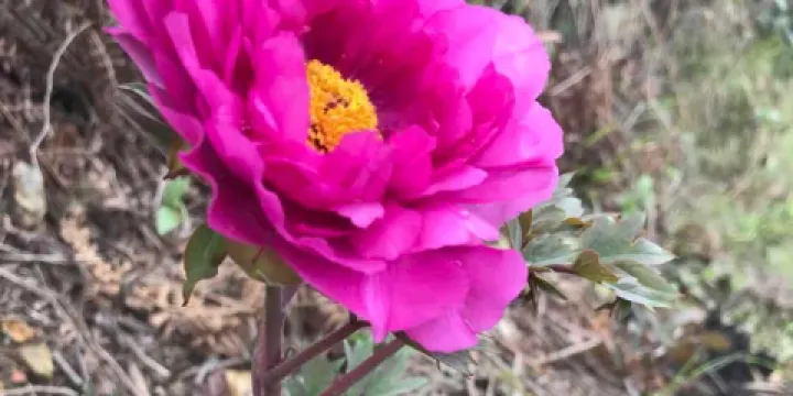 雷山叢林國際牡丹園