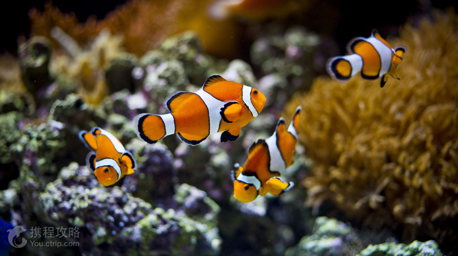 里斯本海洋水族館