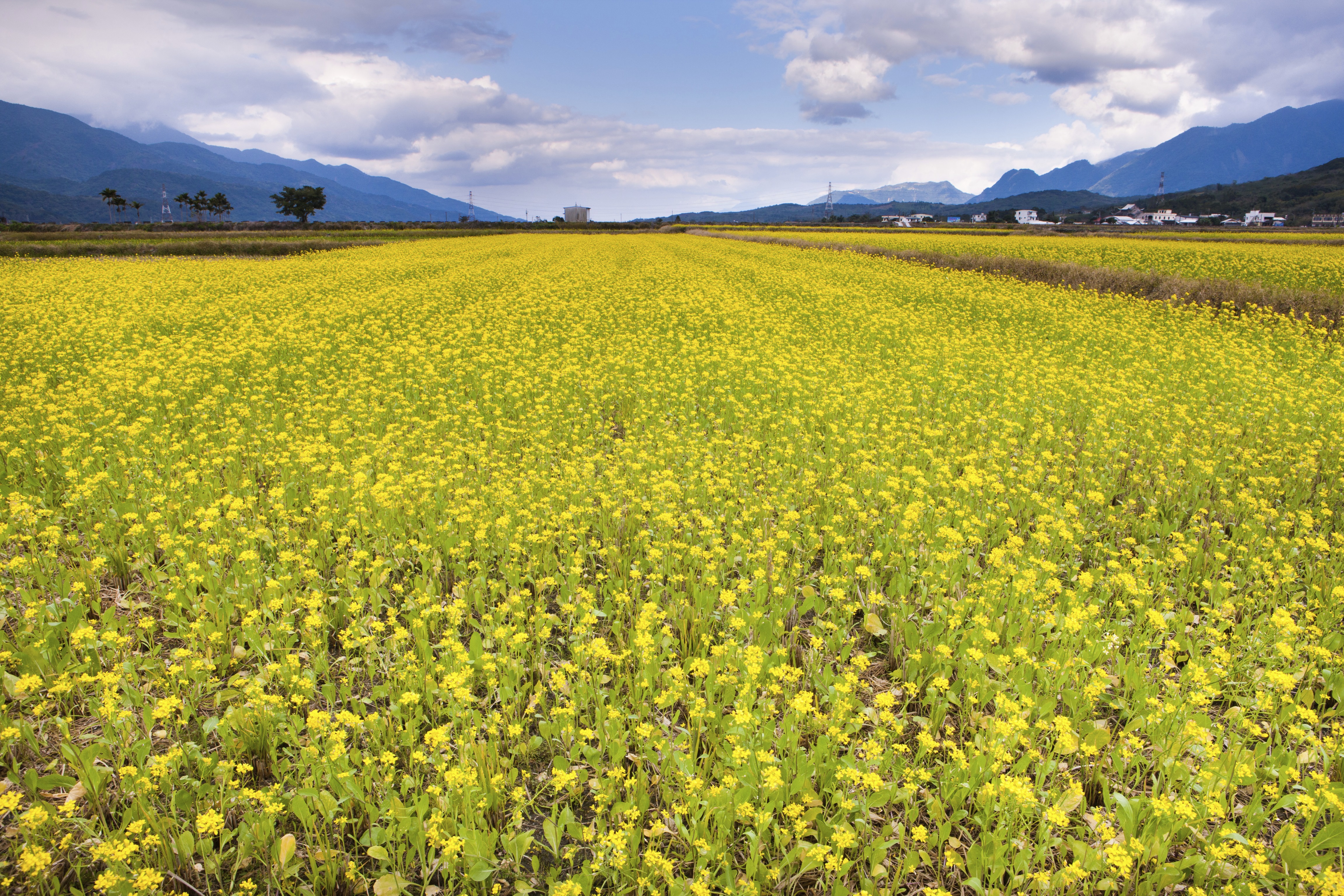 池上油菜花海