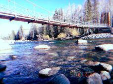 白桦林-布尔津-梦想成真了啊