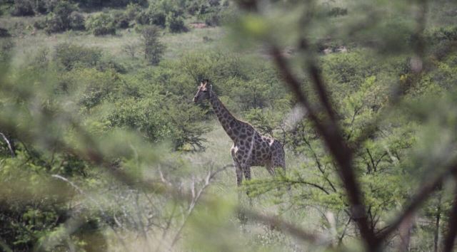 Johannesburg Zoo