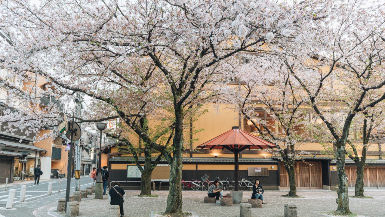 樱花季 京都 最值得打卡拍照超好看景点 图1⃣️、2⃣️、3⃣️，是在京都衹园。路线：搭乘阪急线至河