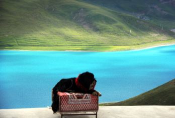 拉萨羊卓雍错+卡若拉冰川一日游【可选8人团/领队团/普通团】【圣湖、冰川一日尽览】