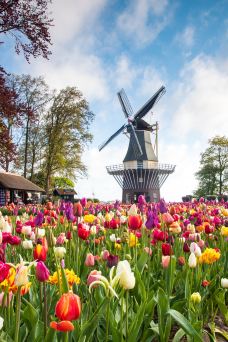 库肯霍夫公园-利瑟-C-IMAGE