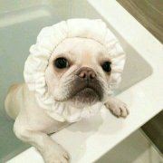 自由快乐的小珠珠