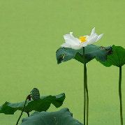 那里另有一片天空