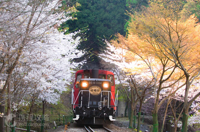 嵐山嵯峨野觀光小火車