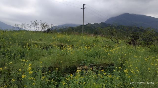 九峰镇花海旅行图片 10
