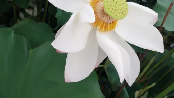 馬鳴老街百畝荷花塘