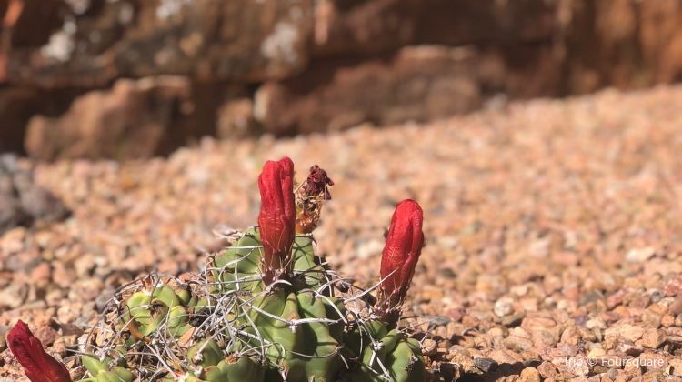 Santa Fe Botanical Garden Tickets Deals Reviews Family