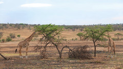 坦桑尼亚游记图片] 东非大草原的生命迁徙，我可以凭着直觉，寻找到家的方向