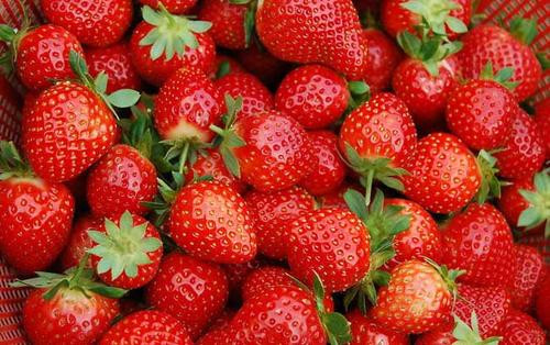 济南口碑最好的草莓采摘园，真是周末遛娃的好去处！