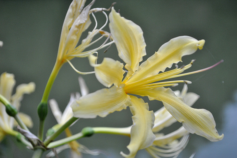 轻风茉莉花 100l1b000001bhwde31F1_R_800_10000_Q90.jpg?proc=autoorient