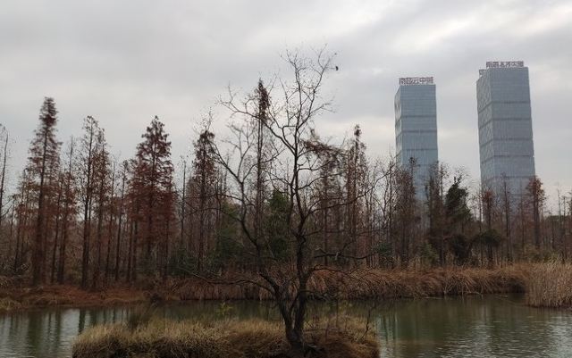 艾溪湖森林湿地公园旅行图片 2