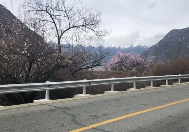 嘎拉桃花源旅行图片 2