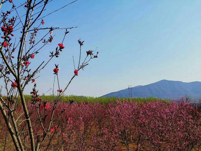 平谷桃花海旅行图片 3
