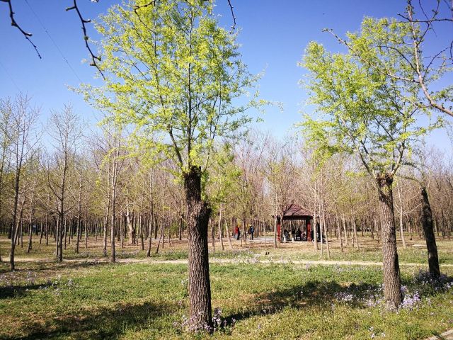 东坝公园旅行图片 4