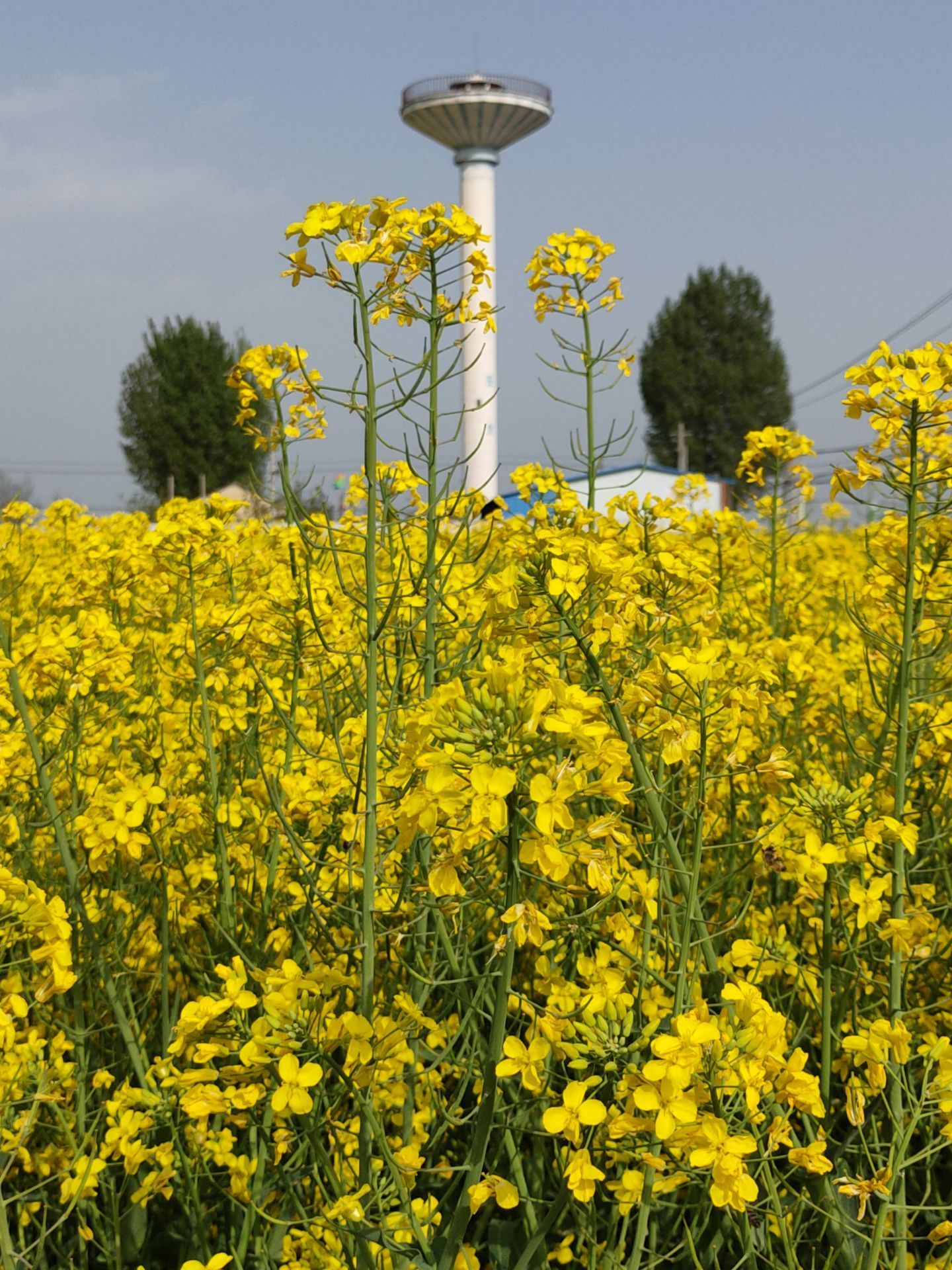 岐山千亩油菜花海