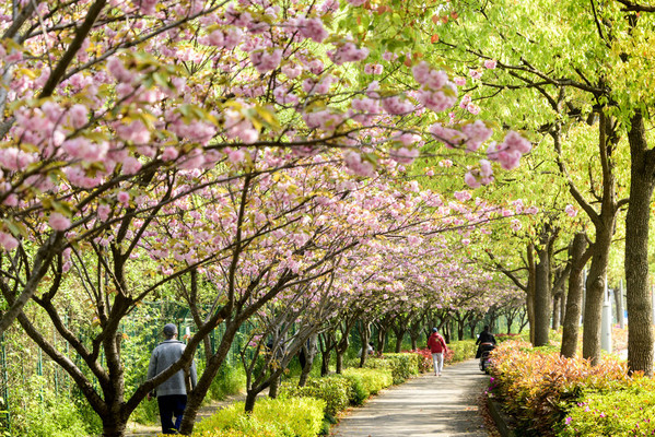 上海市首条关山樱市级林荫道——杨浦区江湾城路