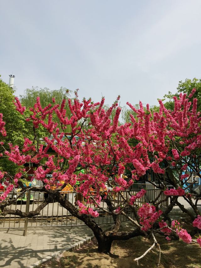 兴隆公园旅行图片 4