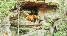 阿尔卑斯山动物园-因斯布鲁克-尊敬的会员