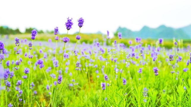 忻城薰衣草庄园