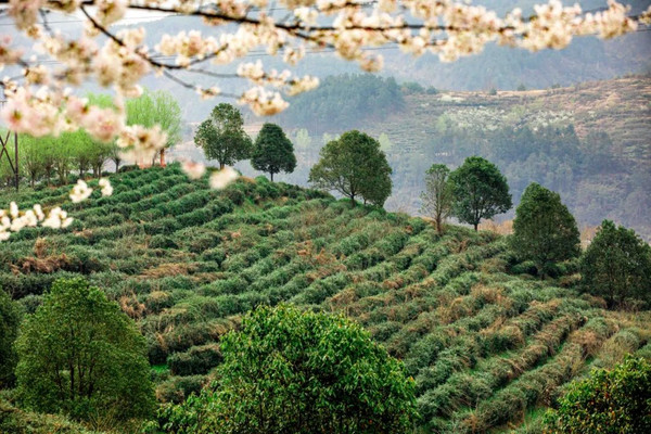 五一必去房车行，一起自驾醉美茶田