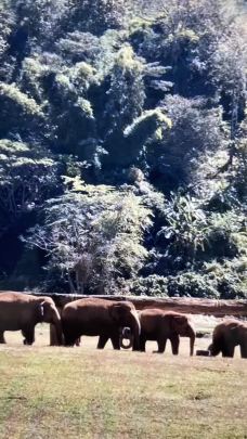 泰国大象自然保护公园-Kuet Chang-木偶奇遇ce