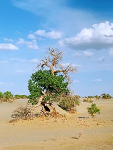 塔克拉玛干沙漠-尉犁-凹凸曼和小伙伴