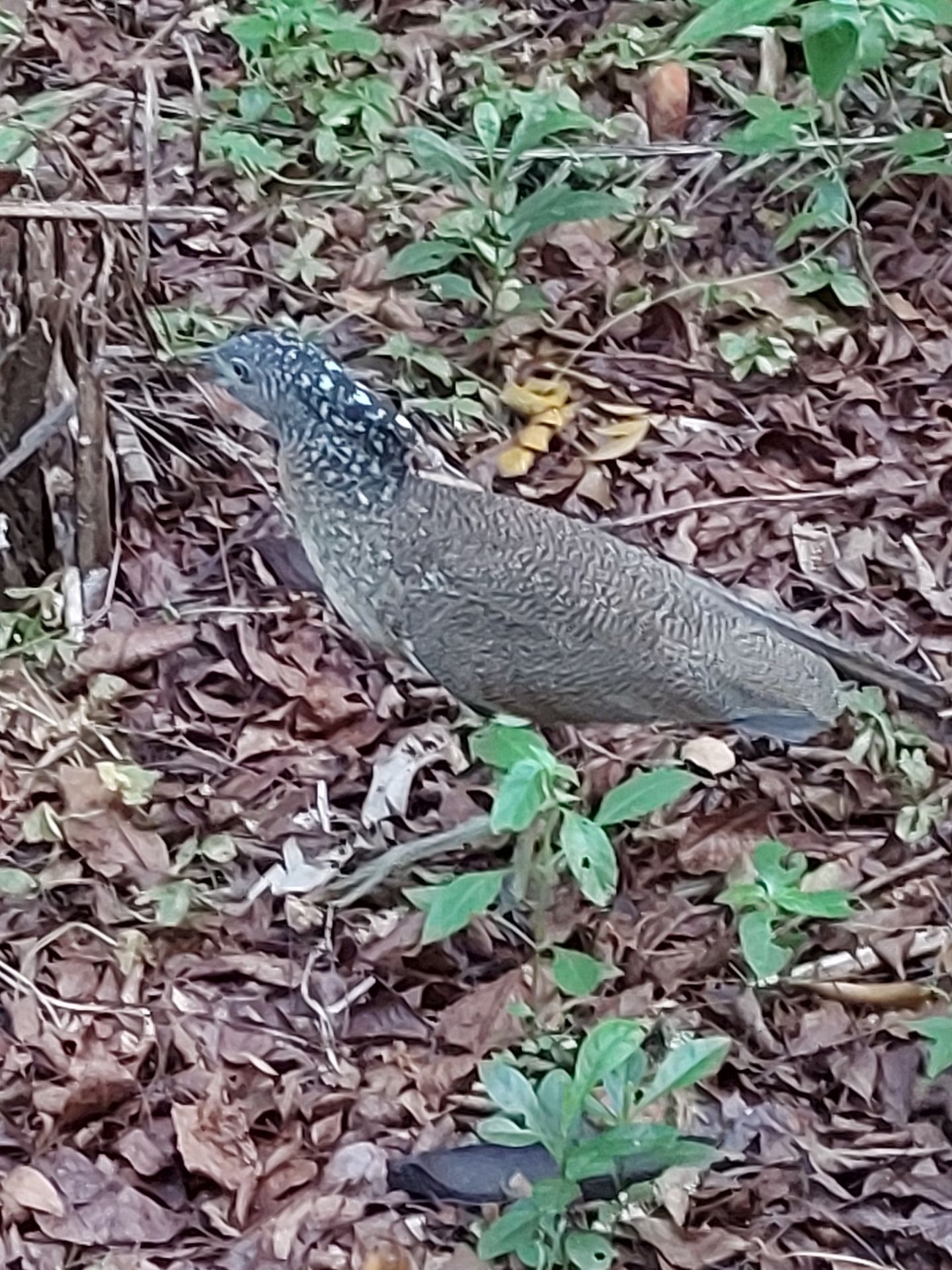 台北市立動物園遊客列車鳥園站