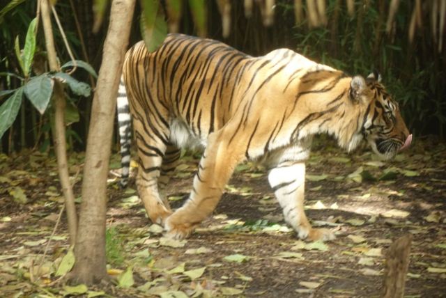 Melbourne Zoo