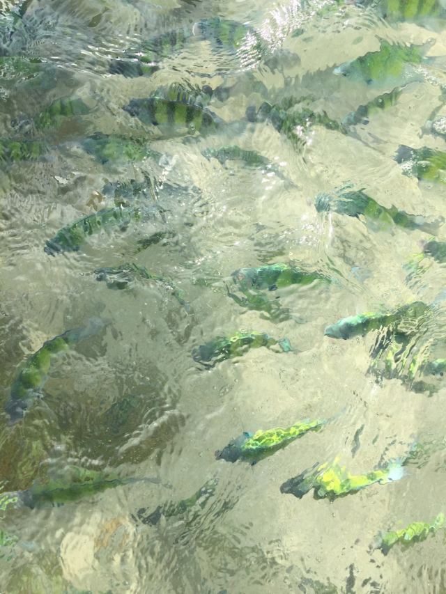 Koh Khai Nok