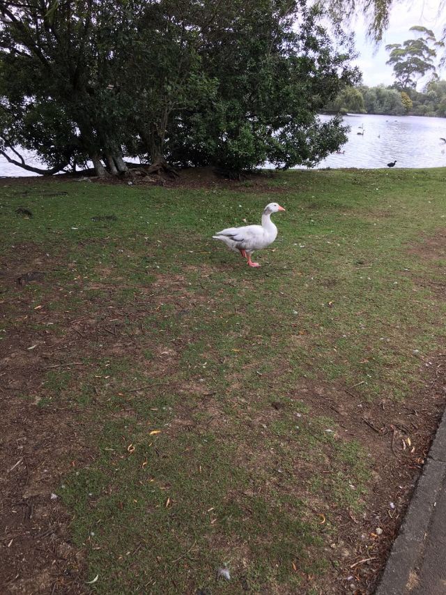 Western Springs Lakeside Park