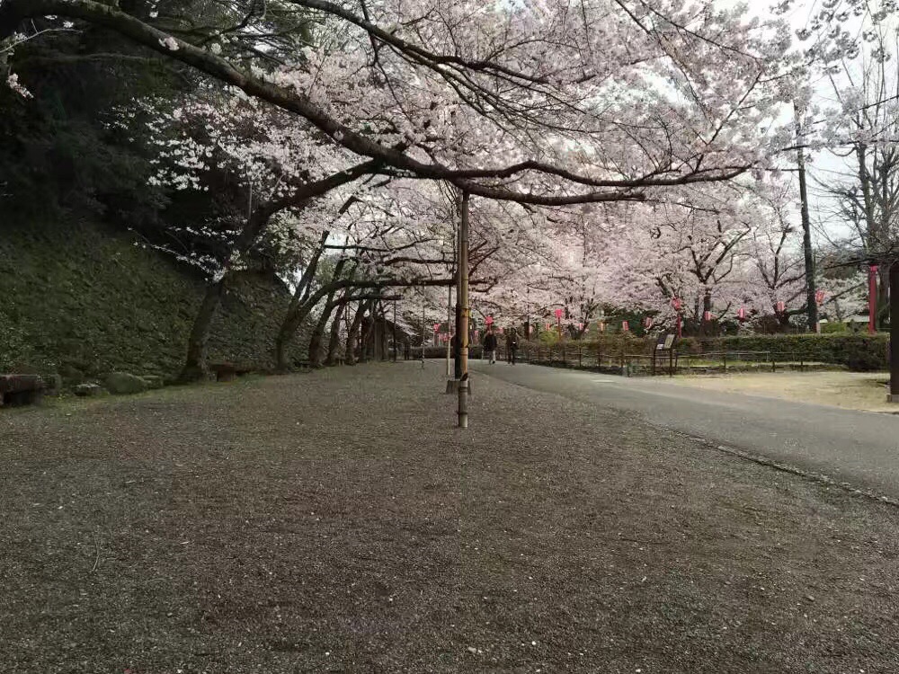 每年樱花季节还是很不错的