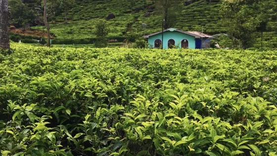Nuwara Elia and Tea Country