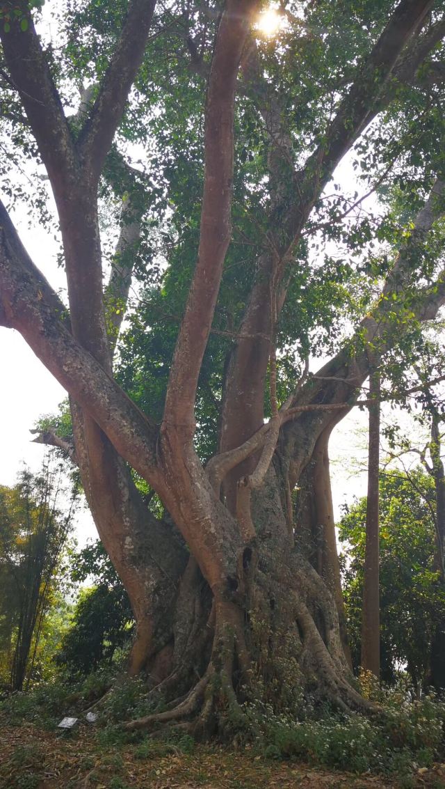 翁基布朗族古寨旅行图片 4
