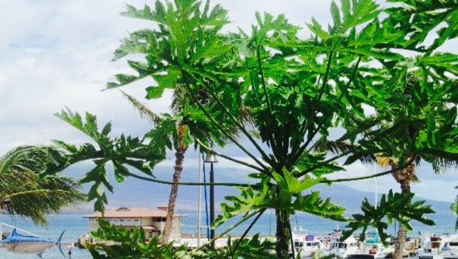 Seascape Ma'alaea Restaurant餐厅图片